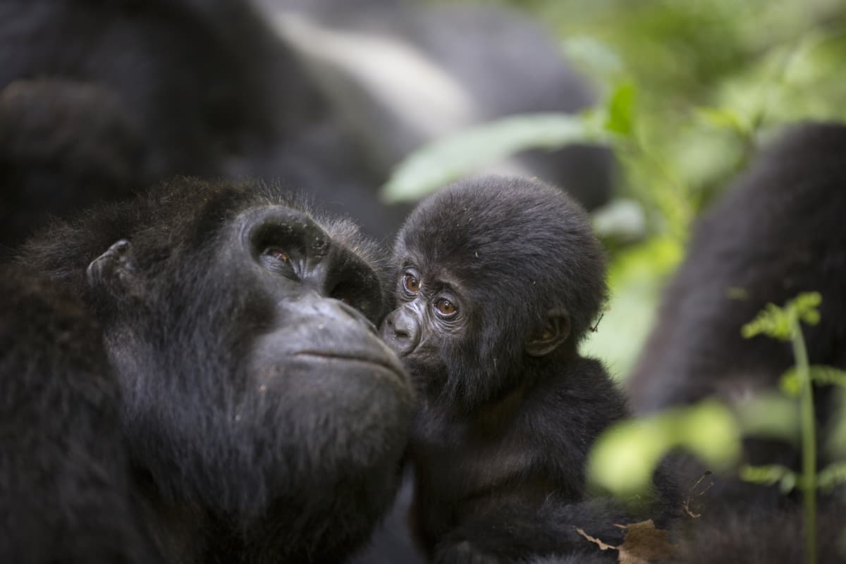 Mountain Gorillas