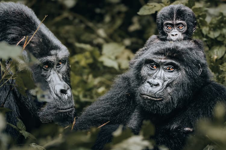 Ultimate Guide to Mountain Gorilla Tracking in Uganda