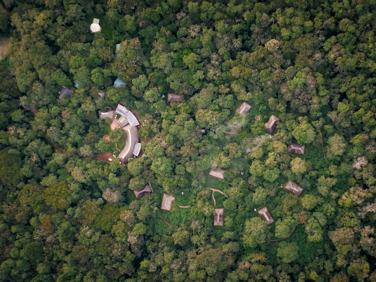 Chimpanzee Tracking